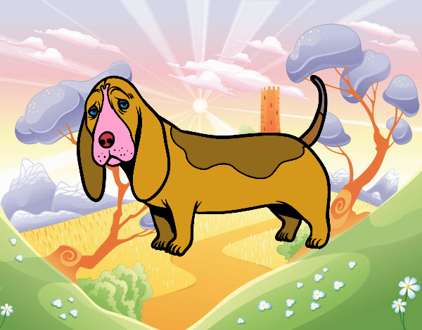 Un Basset hound