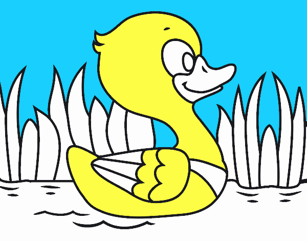 Patito de río