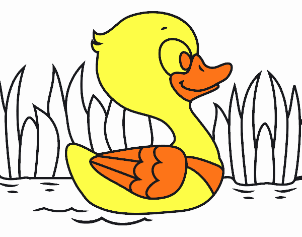 Patito de río