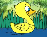 Patito de río