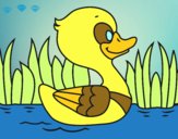 Patito de río