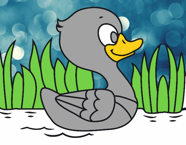 Patito de río