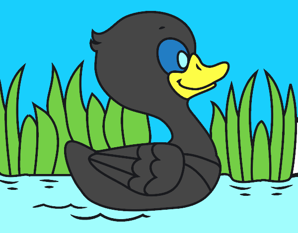 Patito de río