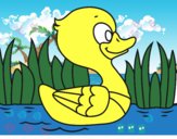 Patito de río