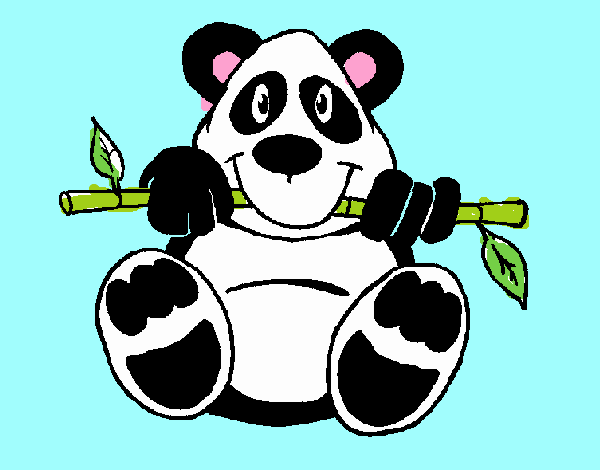 panda