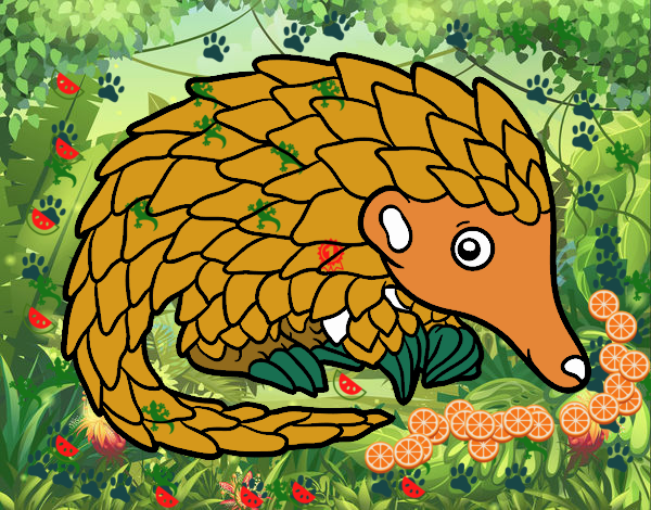 Pangolin