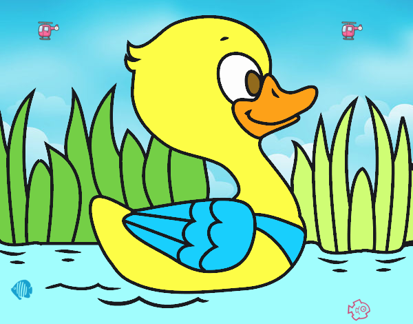 Patito de río