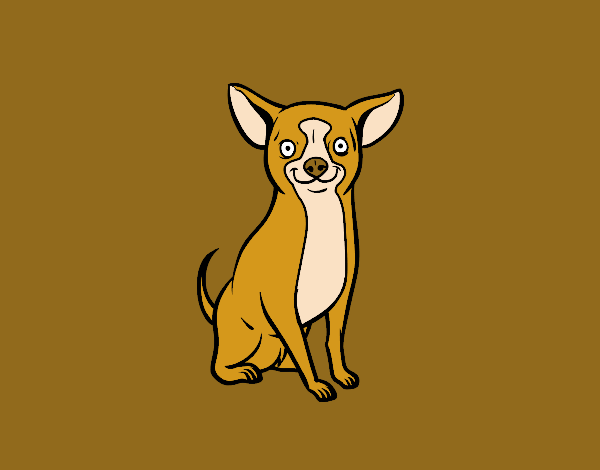 Perro chihuahua