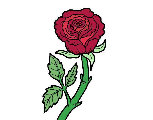 rose