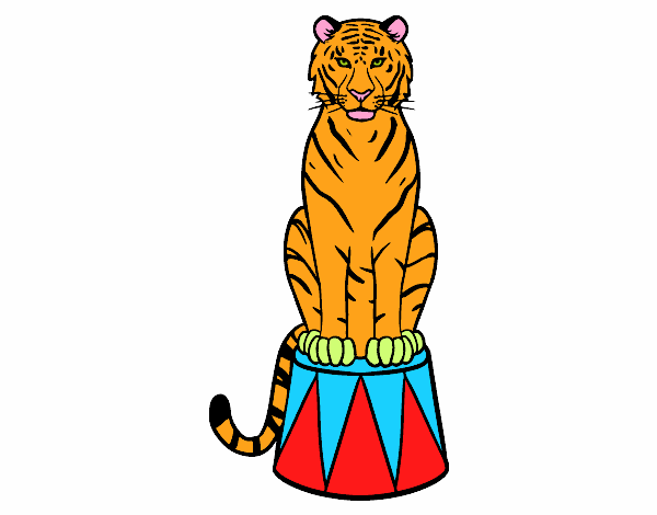 Tigre de circo