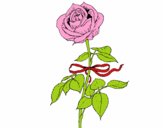 Una rosa