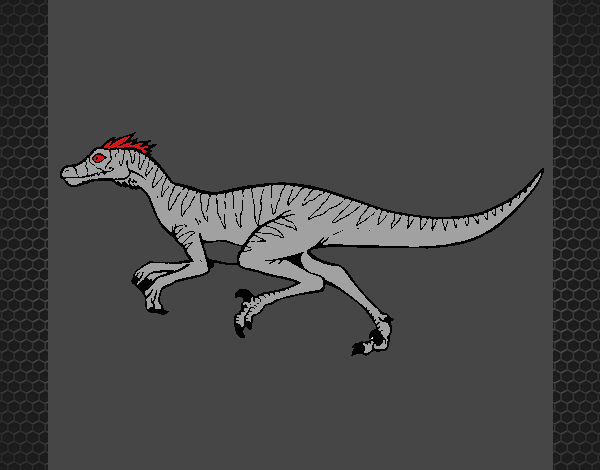 Velociraptor