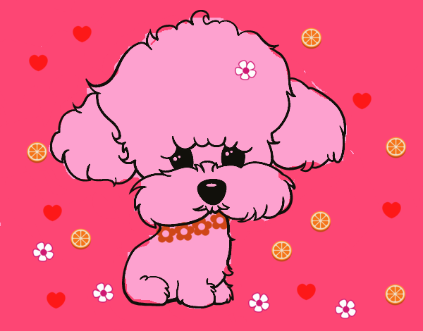 Cachorro de poodle