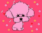 Cachorro de poodle