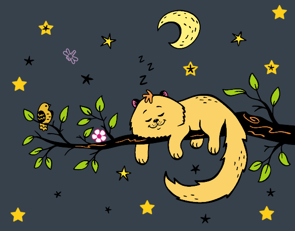 El Gatito😍 y la Luna🌙