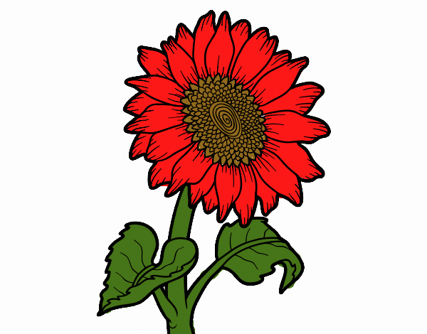 Girasol Rojo