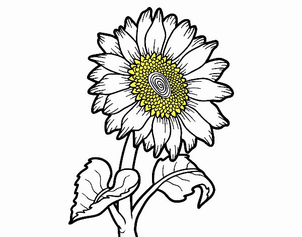 Dibujo de Flor de girasol pintado por en  el día 07-07-22 a las  17:22:32. Imprime, pinta o colorea tus propios dibujos!