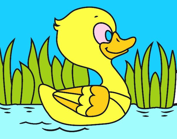 Patito de río