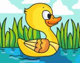 Patito de río