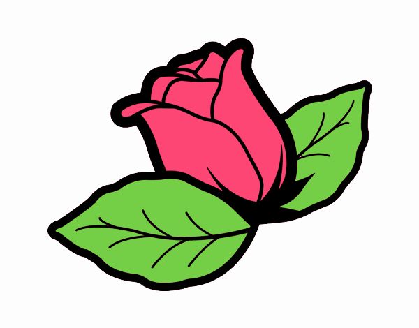 La rosa de la esperanza.