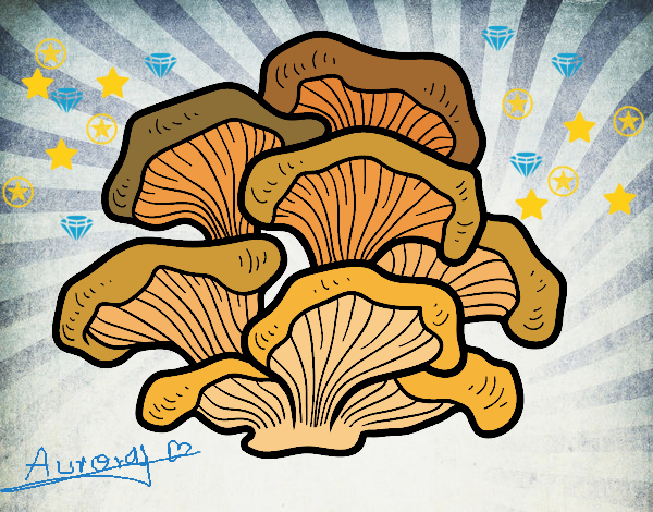 Seta pleurotus