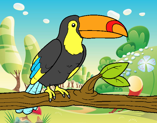 tucan