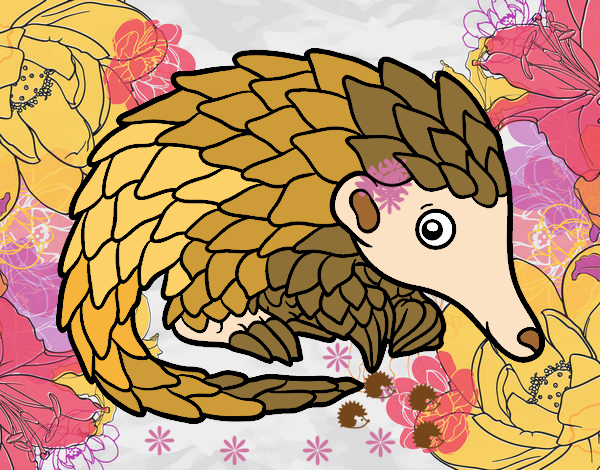 Pangolin