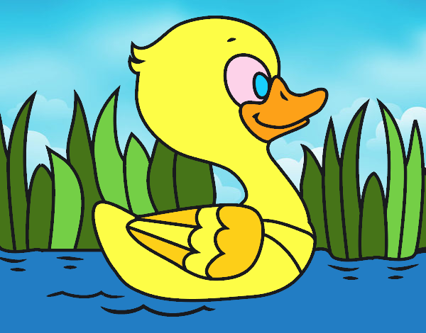 Patito de río