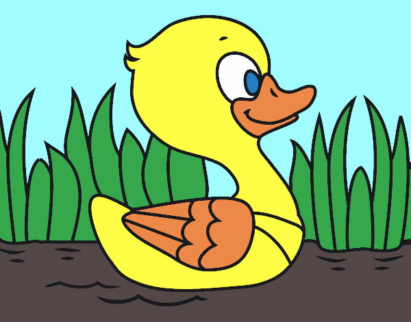 Patito de río