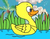 Patito de río