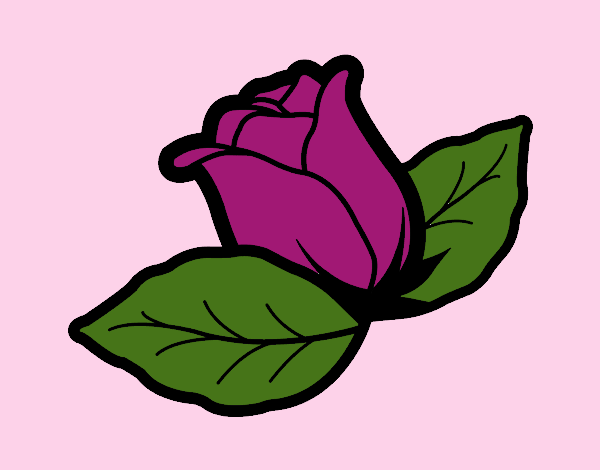 Rosa 