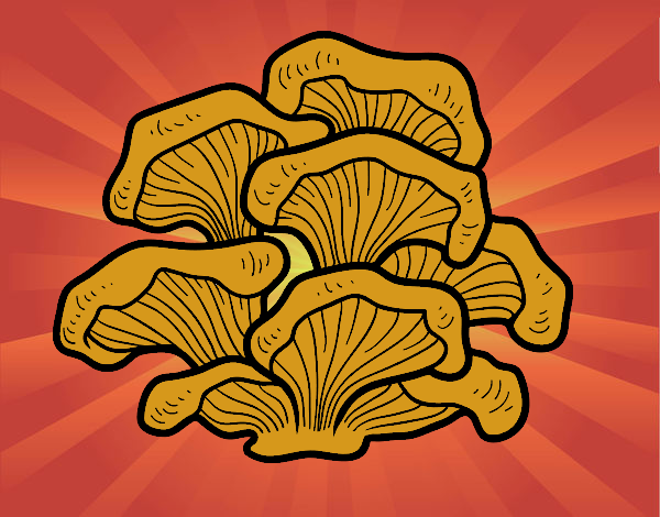 Seta pleurotus