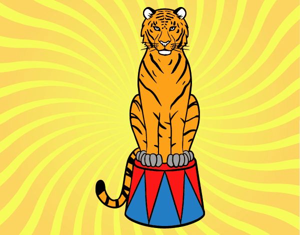 Tigre de circo