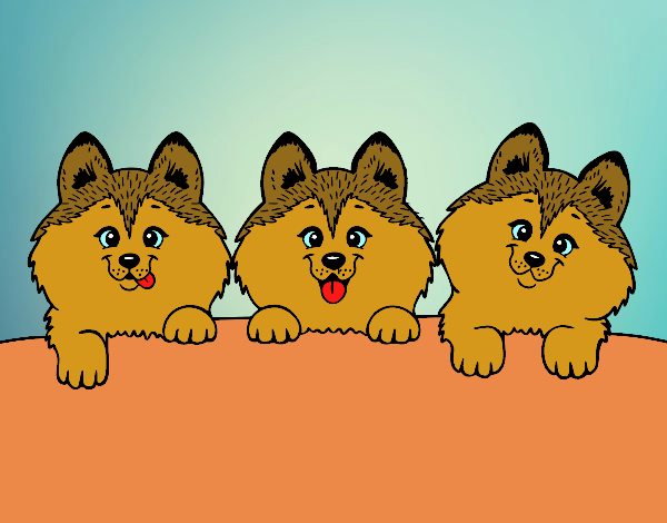 3 perritos