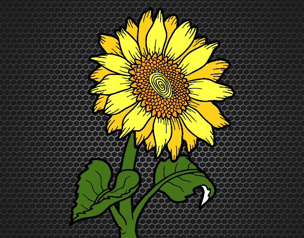 Flor de girasol