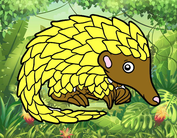 Pangolin