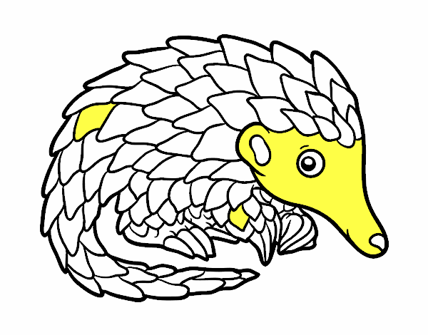 Pangolin