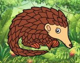 Pangolin