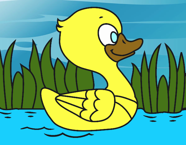 Patito de río