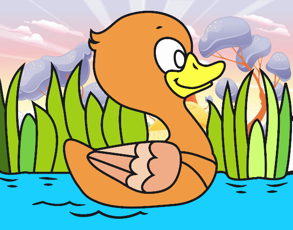 Patito de río