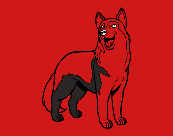 Perro lobo