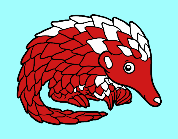 Pangolin