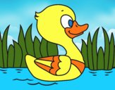 Patito de río