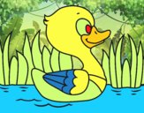 Patito de río