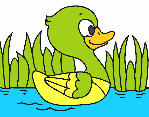 Patito de río