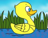 Patito de río