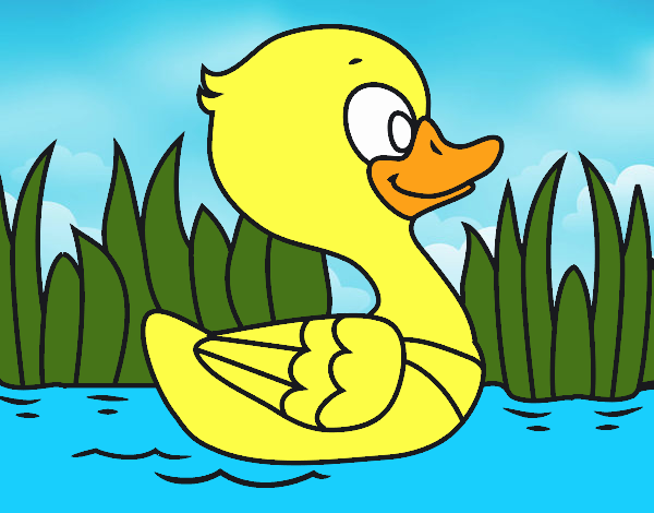 Patito de río