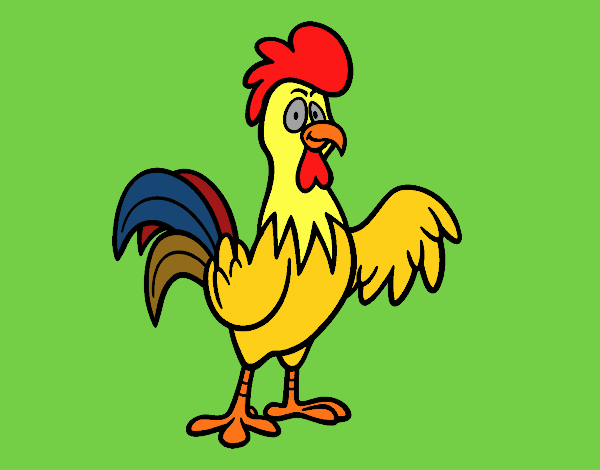 Un gallo de corral