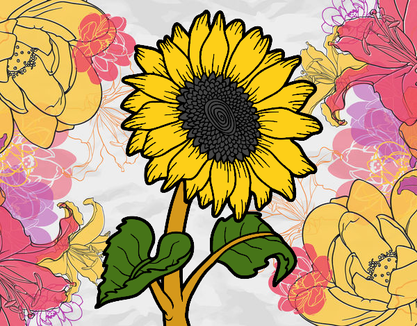 girasol