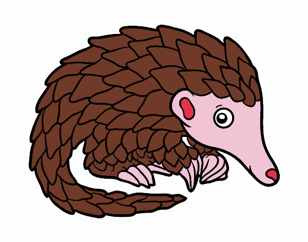 Pangolin